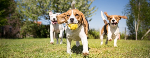 Plans for a new dog park are moving forward in Jersey Village.