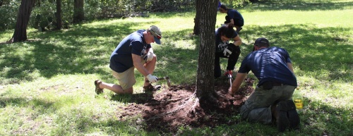 Volunteers help lay mulch on Austin's trees. The city of Austinu2019s tree ordinance does not allow a person to remove a heritage tree or protected tree without a permit. 