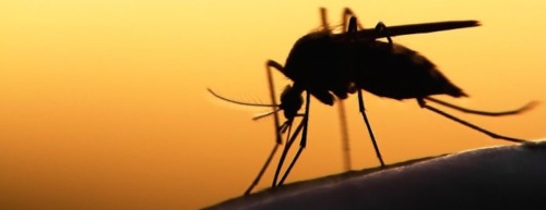 A mosquito pool in the city of McKinney has tested positive for West Nile virus.