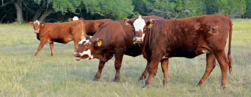 Cattle graze at the Rockinu2019 M Ranch in Bee Cave.