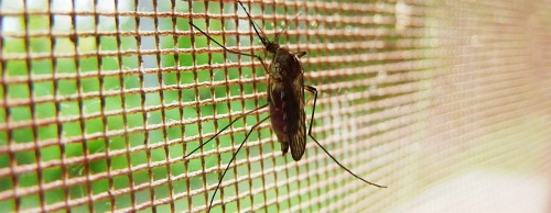 Frisco confirmed its first human case of West Nile virus.