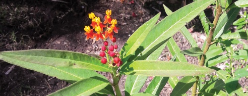 Mexican milkweed is one of two vareties at the Pearland waystation. It is the only source of food for monarch caterpillars.