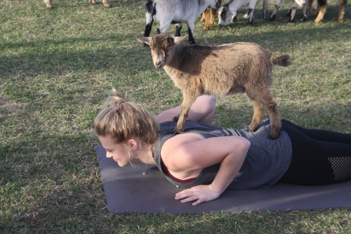 Goat yoga's popularity has been expanding throughout Texas