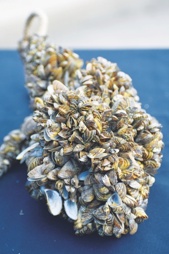These zebra mussels are hanging on a simple rope.