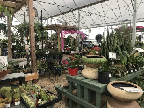Round Rock Garden Center Opens New, Round Rock Gardens Nursery