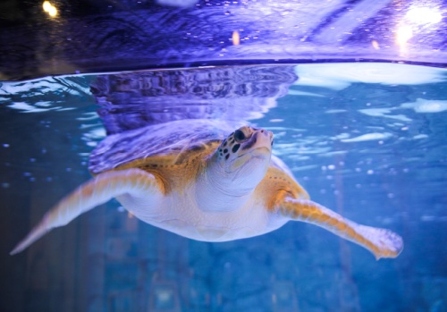 Thalassia is a nonreleasable sea turtle that was hurt by a boat.