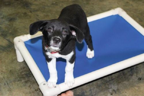 At 12 weeks old, Samantha is old enough for her first day at South Austin dog day care Southpaws Playschool.