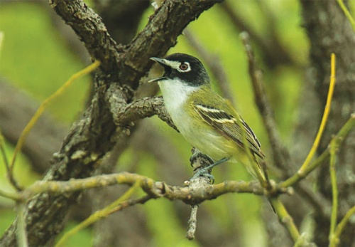 The U.S. Fish & Wildlife Service recently delisted  the black-capped vireo, which makes its home in Central Texas.