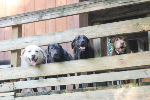 Pure Mutts Animal Sanctuary is home to 37 dogs with a variety of special needs.