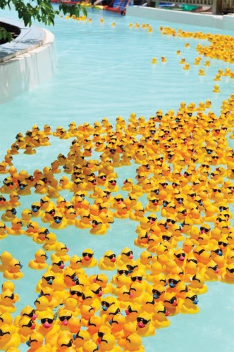 Ducks are placed into heats and race against each other along the lazy river.