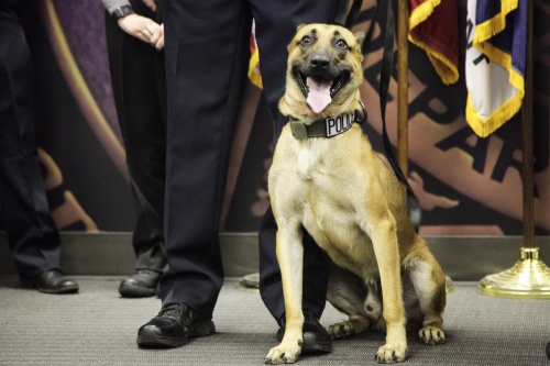 Leander Police Department welcomes its first police dog Kodi, a Belgian malinois purchased from Poland.