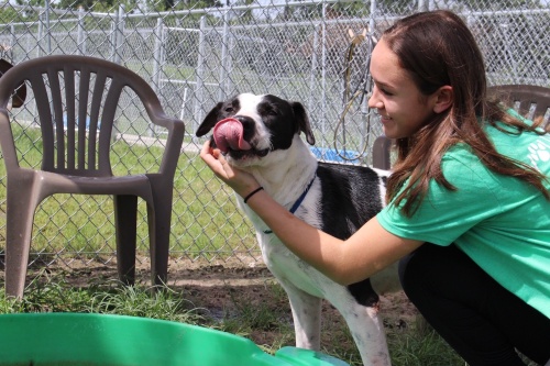 A volunteer at Montgomery County Animal Shelter spends time with Garrett, a 4-year-old pit bull mix.