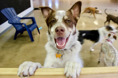 Work and Woof is Austinu2019s first coworking space to offer an indoor and outdoor dog park.