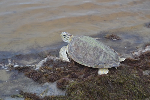 The green sea turtle Pancake was released back to the ocean following a surgery and six-month recovery.