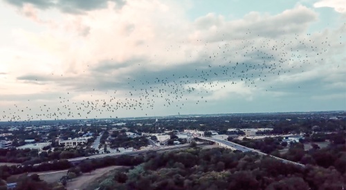 At least 500,000 bats roost under the McNeil bridge on I-35 between March and November.