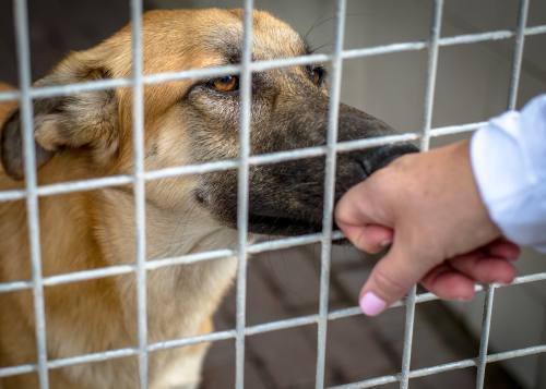 BREAKING: Montgomery County Animal Shelter director, assistant director  reinstated following criminal investigation | Community Impact