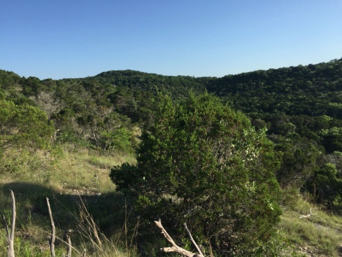 The Hill Country features millions of acres of Ashe juniper trees, the trigger of cedar fever.