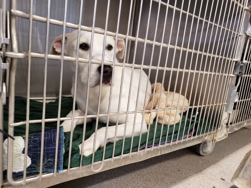 The Williamson County Regional Animal Shelter went under a $10.5 million renovation and expansion to add more canine and feline kennels. The new dedicated adoption center opened March 1, 2019. 