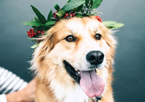 Nadine Berns Photography partners with Flower Vibes and Bramble & Bee to support the Montgomery County Animal Shelter via Pawtraits 4 A Cause, offering pet portraits, on Jan. 20.