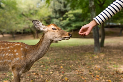 An ordinance that prohibits feeding deer and other wildlife within the New Braunfels city limits will be enforced starting March 10.