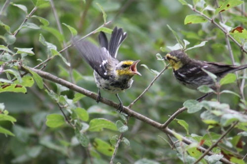 A female golden-cheeked warbler feeds a fledgling.