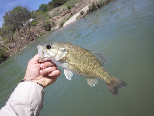 The Guadalupe bass is the state fish of Texas.