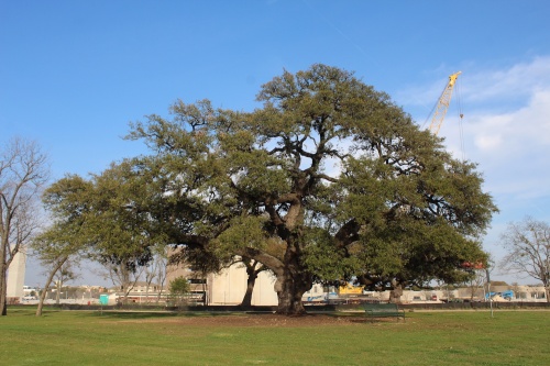 The Heritage Oak in Cedar Park is around 400 years old.
