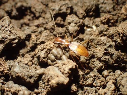The Tooth Cave Ground Beetle is an endangered Karst invertebrate that lives in the city of Cedar Park.