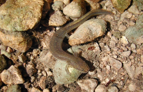 The Jollyville Plateau salamander is listed as threatened on the federal endangered species list.