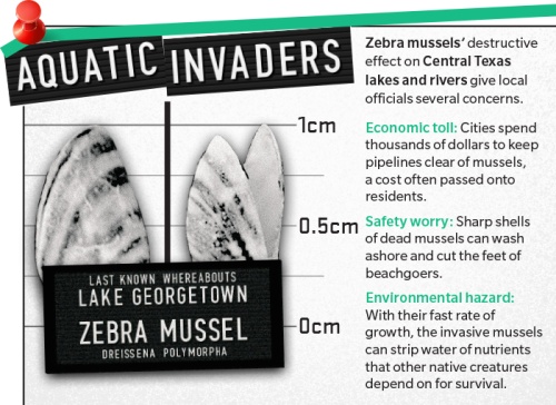 Zebra musselsu2019 destructive effect on Central Texas lakes and rivers give local officials several concerns.