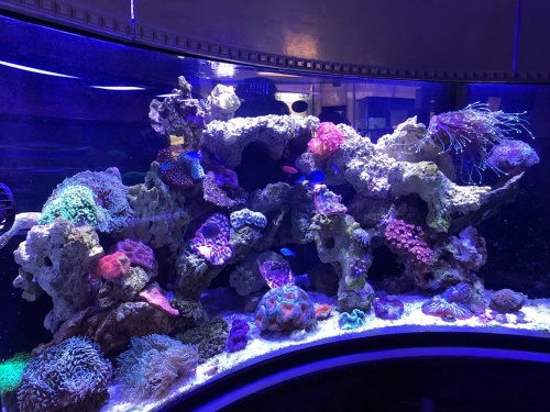 Corals Fish and Beyond sells animals and accessories for aquariums. 