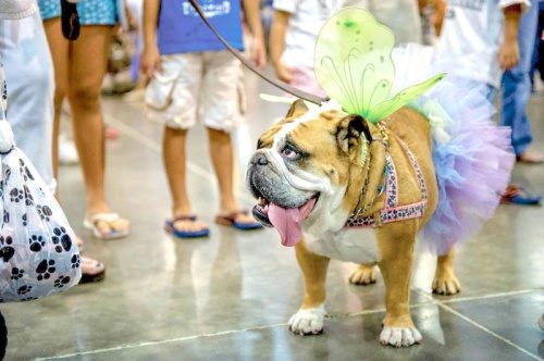 The Houston World Series of Dog Shows takes place this weekend at the NRG Center.