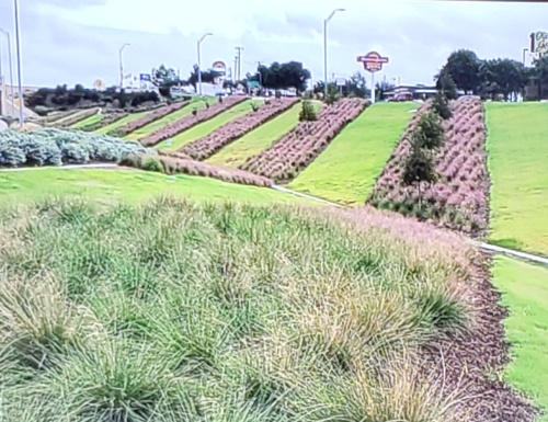 Grapevine received funding to enhance its corridor landscape with Green Ribbon Program funding.