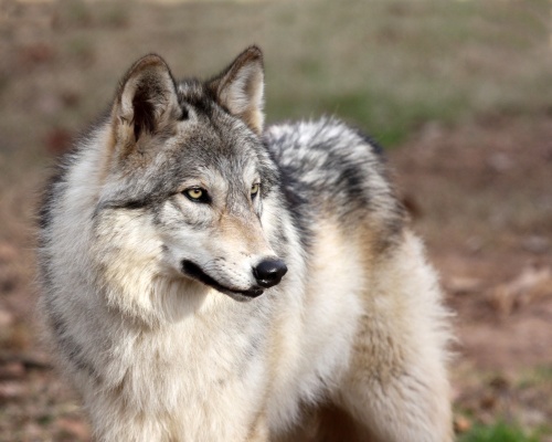 The Saint Francis Wolf Sanctuary is relocating from Montgomery County to Grimes County.
