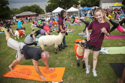 Farmstead Heritage Museum is hosting a goat yoga event as part of North Texas Giving Day.