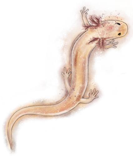 Georgetown Salamander
