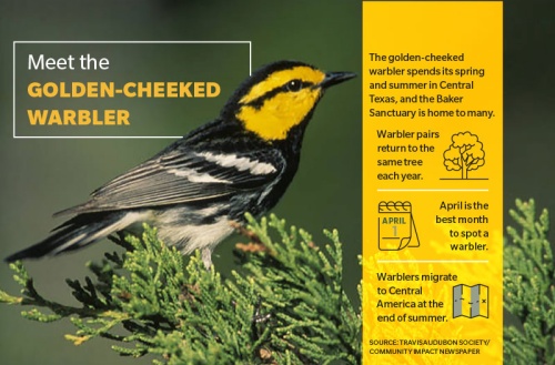 During spring and summer, the endangered golden-cheeked warbler can be spotted in Baker Sanctuary.