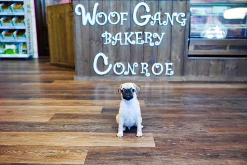 Woof Gang Bakery & Grooming Conroe opened in Conroe on Oct. 4 and celebrated its grand opening Oct. 12.