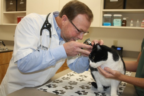 Mike Hicks, owner of Fairfield Animal Hospital, performs an ear examination on a cat named Poncho.  