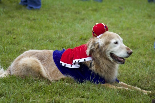 Cheekwood Estate and Gardens is hosting its annual Halloween Pooch Parade this weekend.