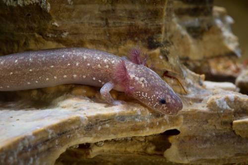 The Barton Springs salamander is one of eight species referenced in the notice of intent to sue.