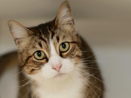 Taz, pictured, is one of the animals available for adoption at the Williamson County Animal Shelter as of Oct. 23. 